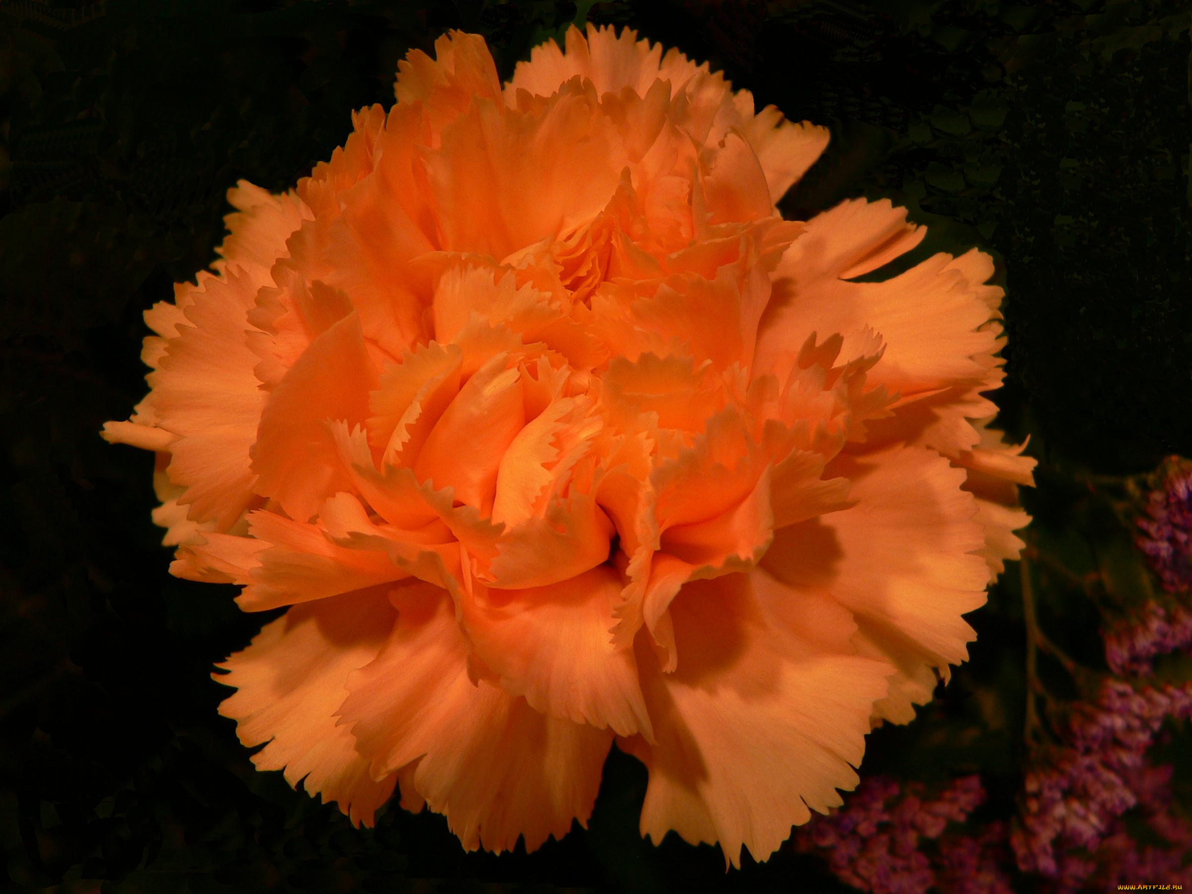 цветы, гвоздики