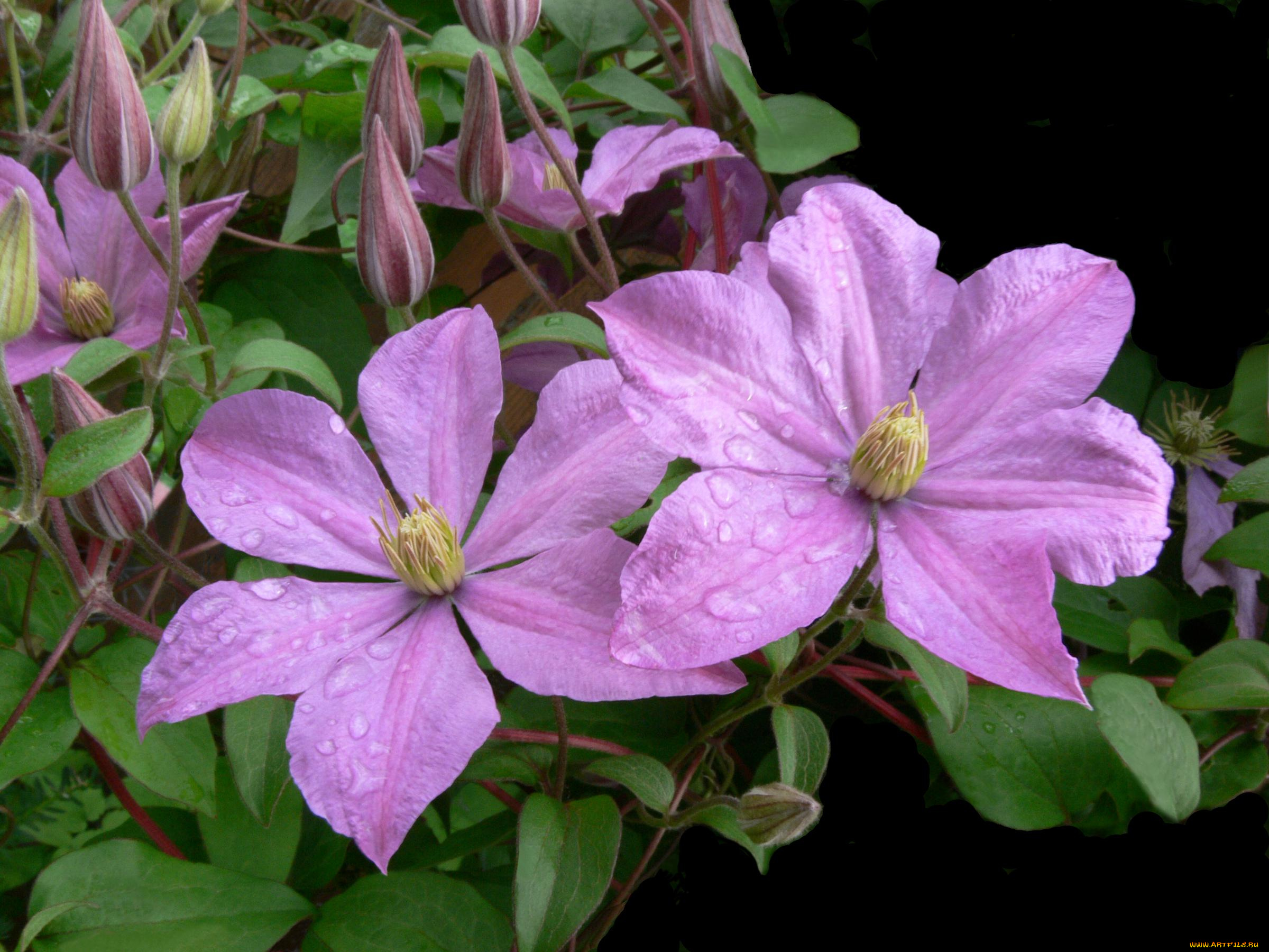 цветы, клематис, ломонос