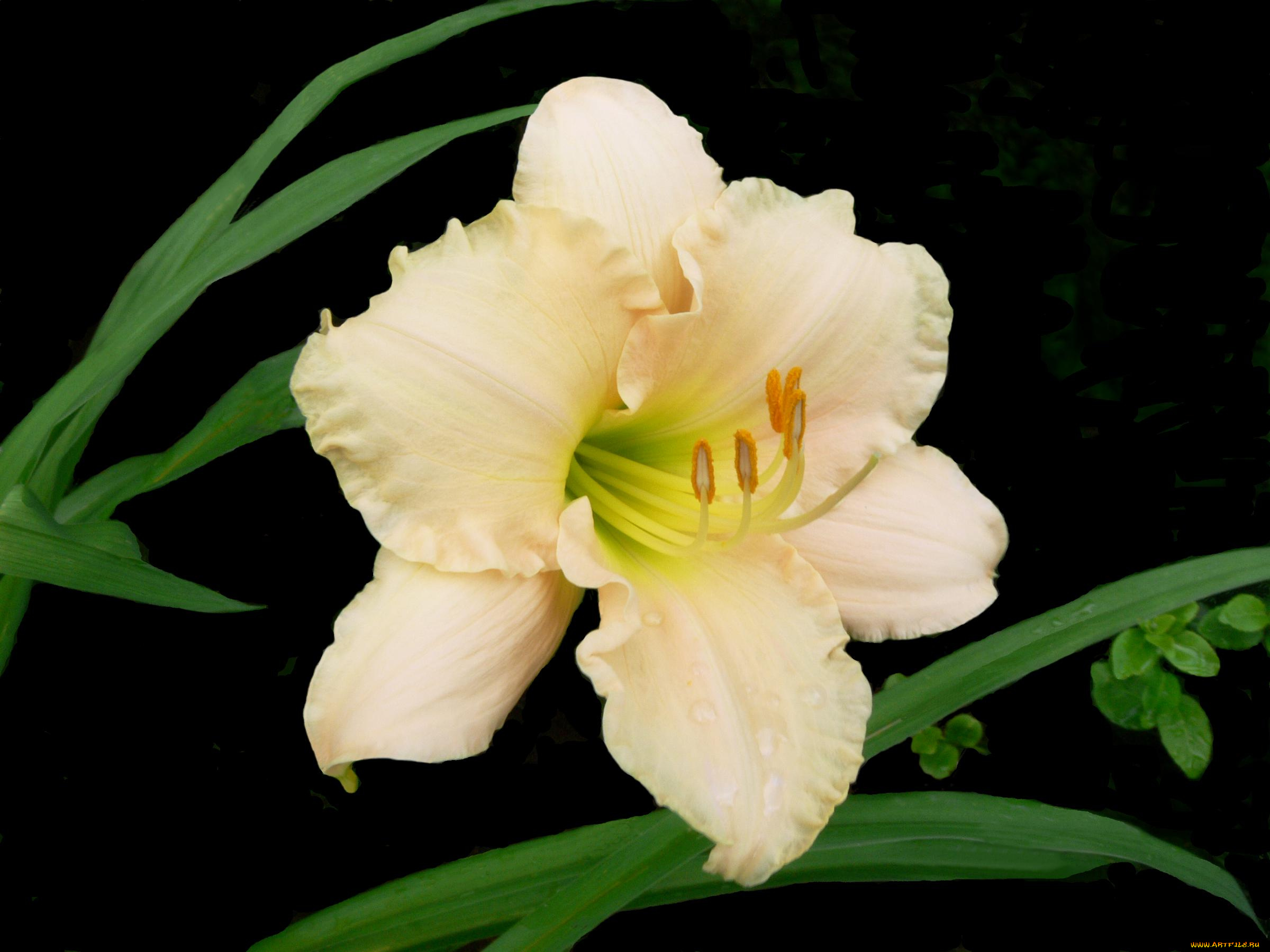 цветы, лилии, лилейники