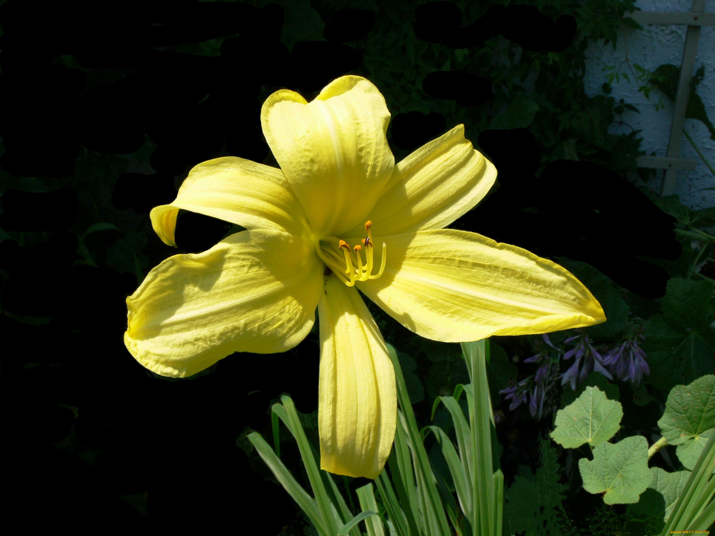 цветы, лилии, лилейники