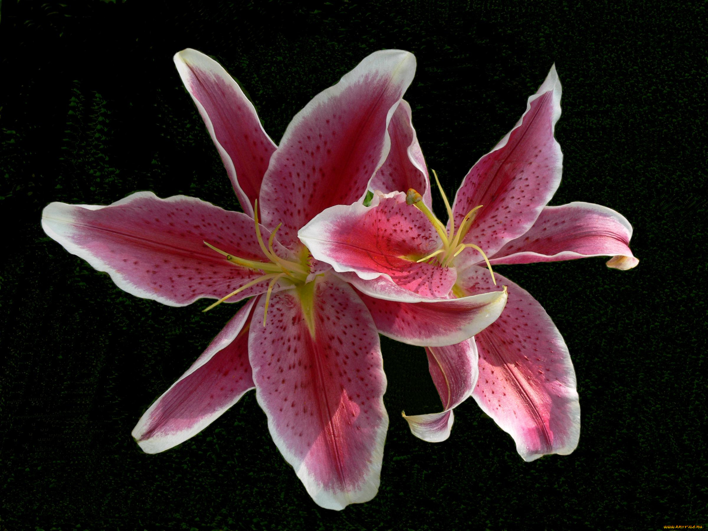 цветы, лилии, лилейники