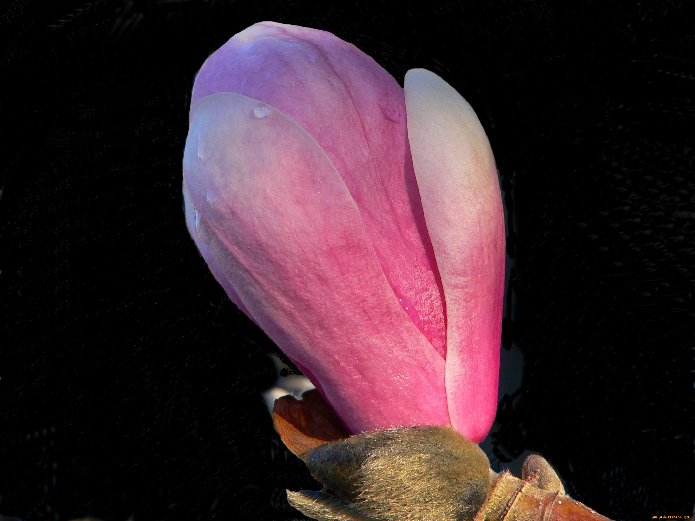 цветы, магнолии