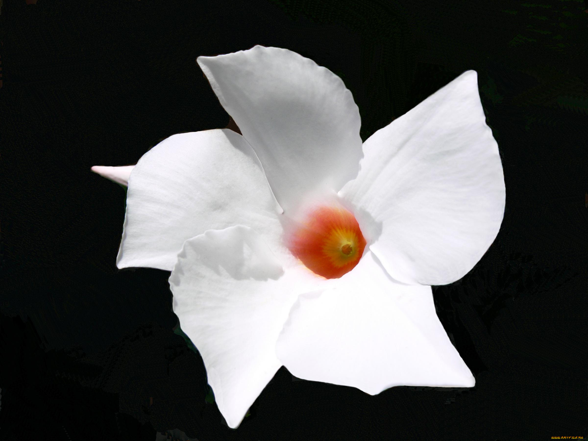 цветы, олеандры