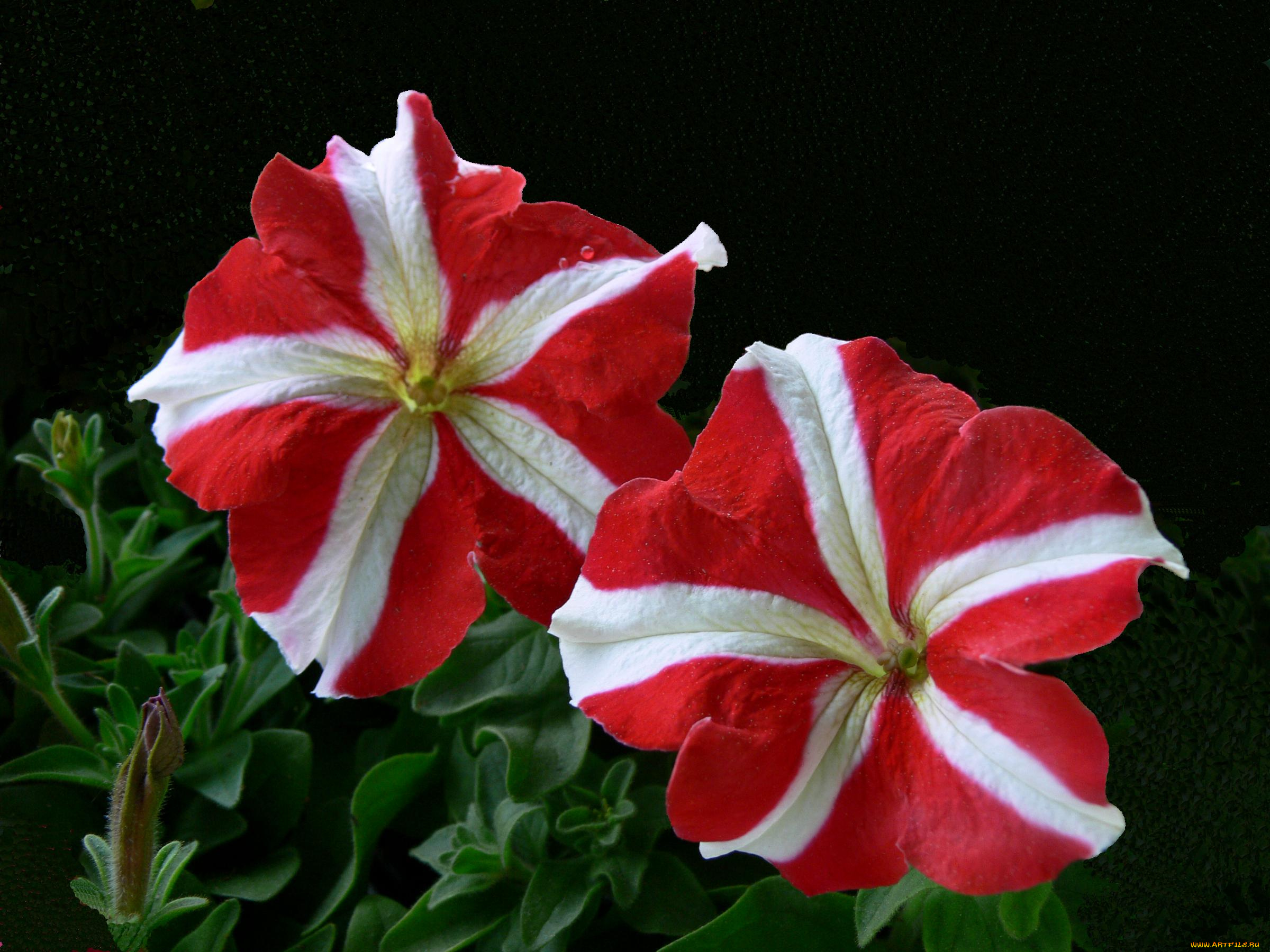 цветы, петунии, калибрахоа