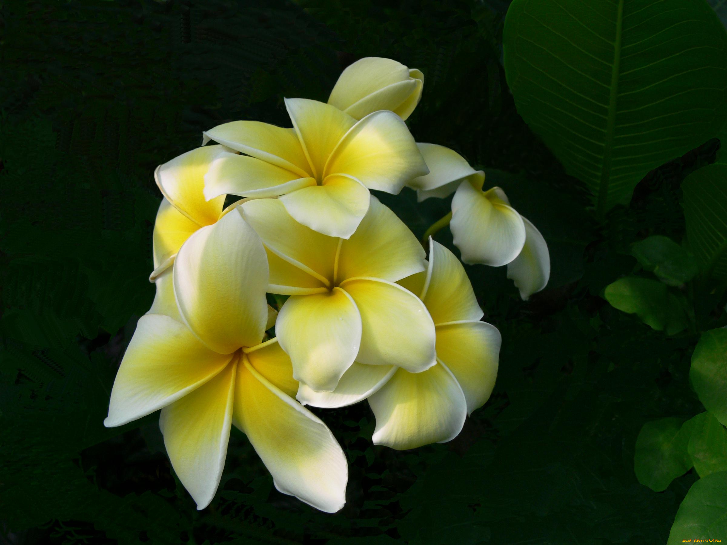 цветы, плюмерия