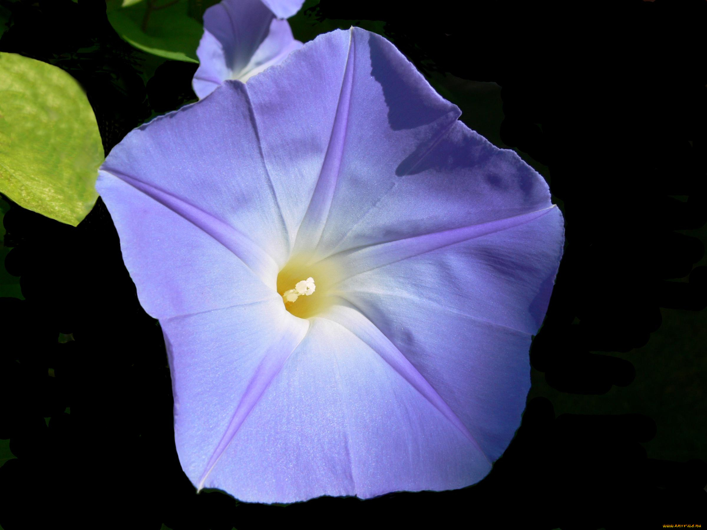 цветы, вьюнки, ипомеи