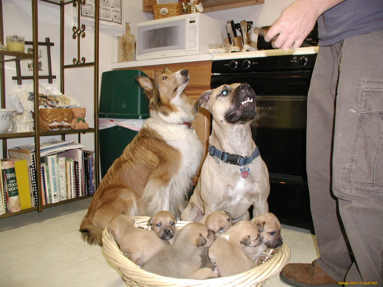 животные, собаки