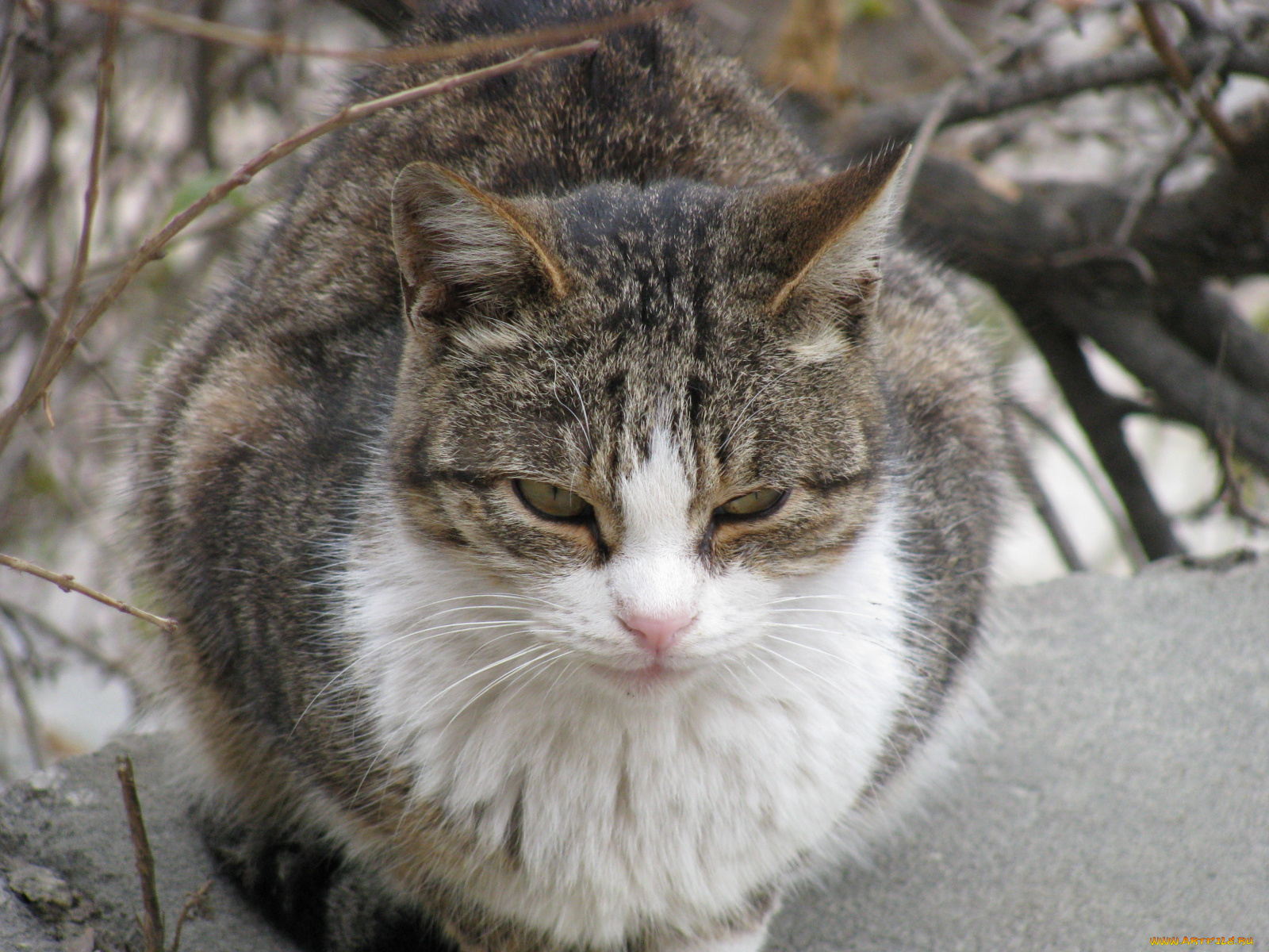 животные, коты