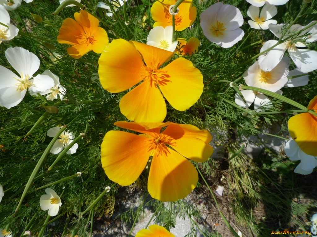 цветы, эшшольция