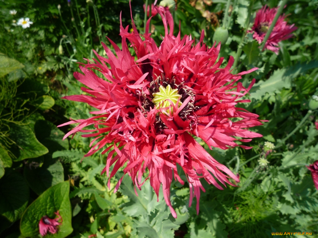 цветы, маки