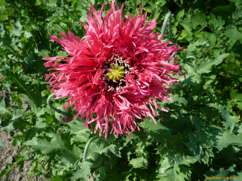 цветы, маки