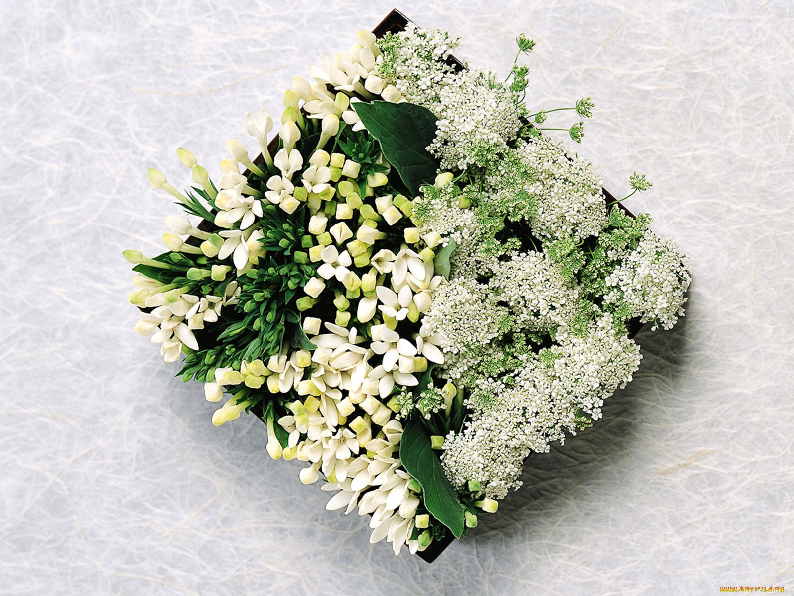цветы, букеты, композиции