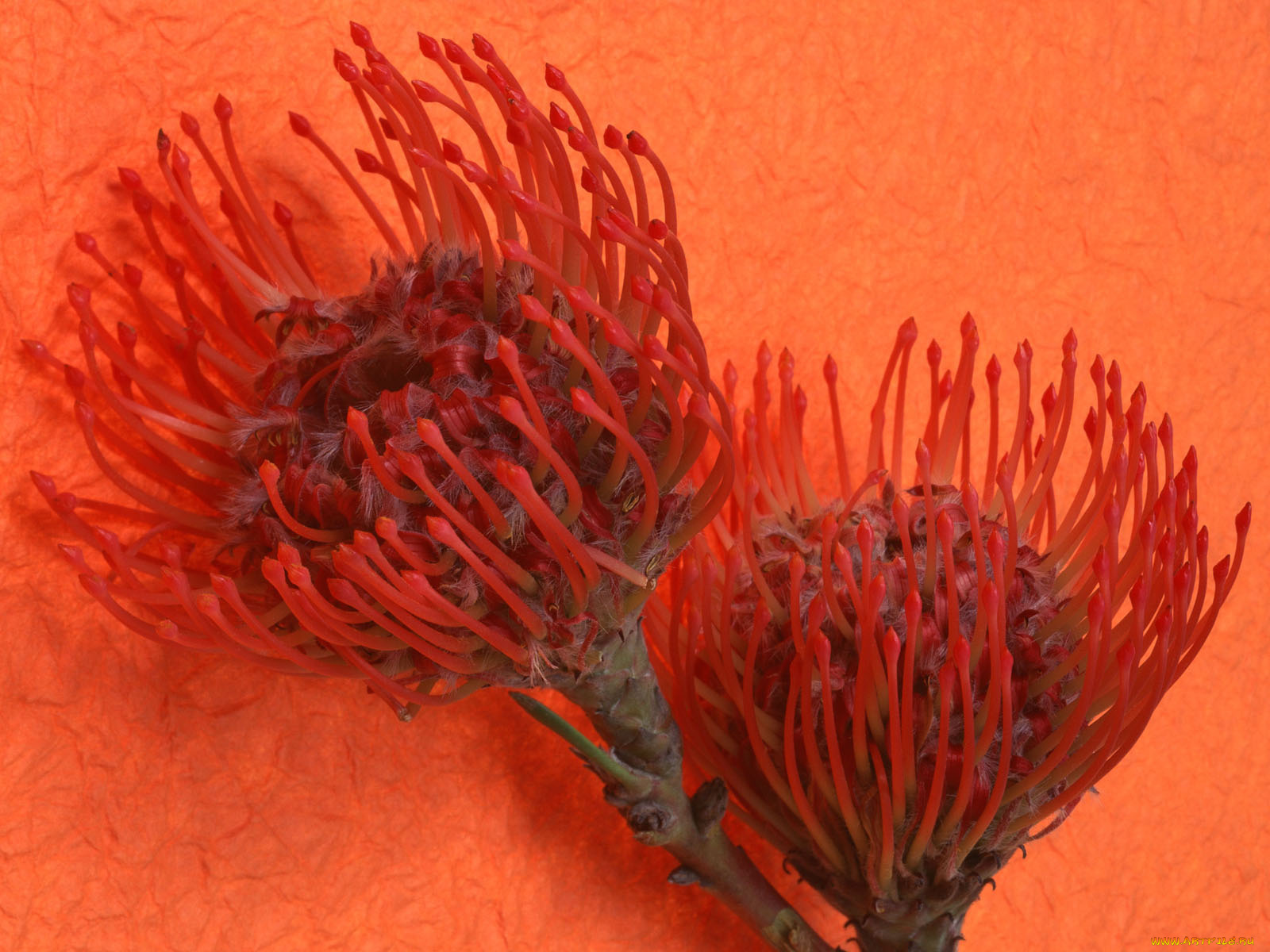 цветы, протея