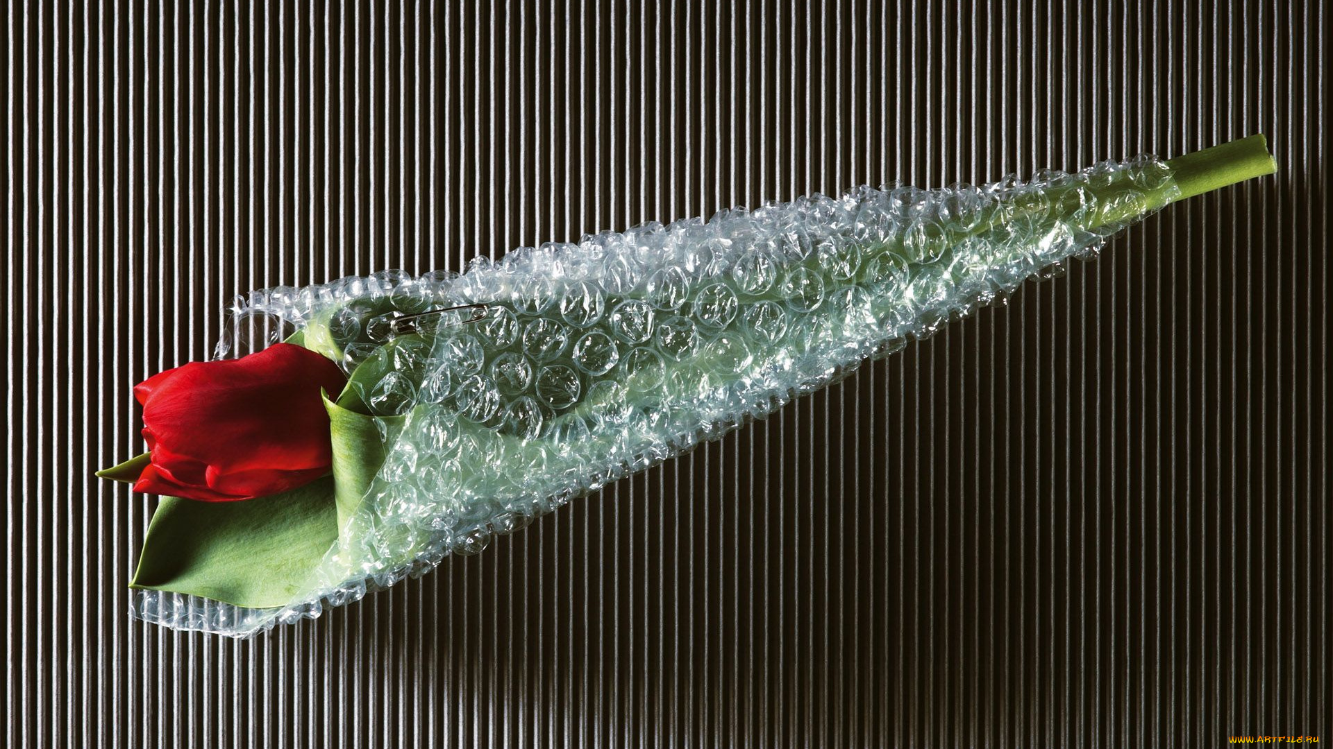 цветы, тюльпаны