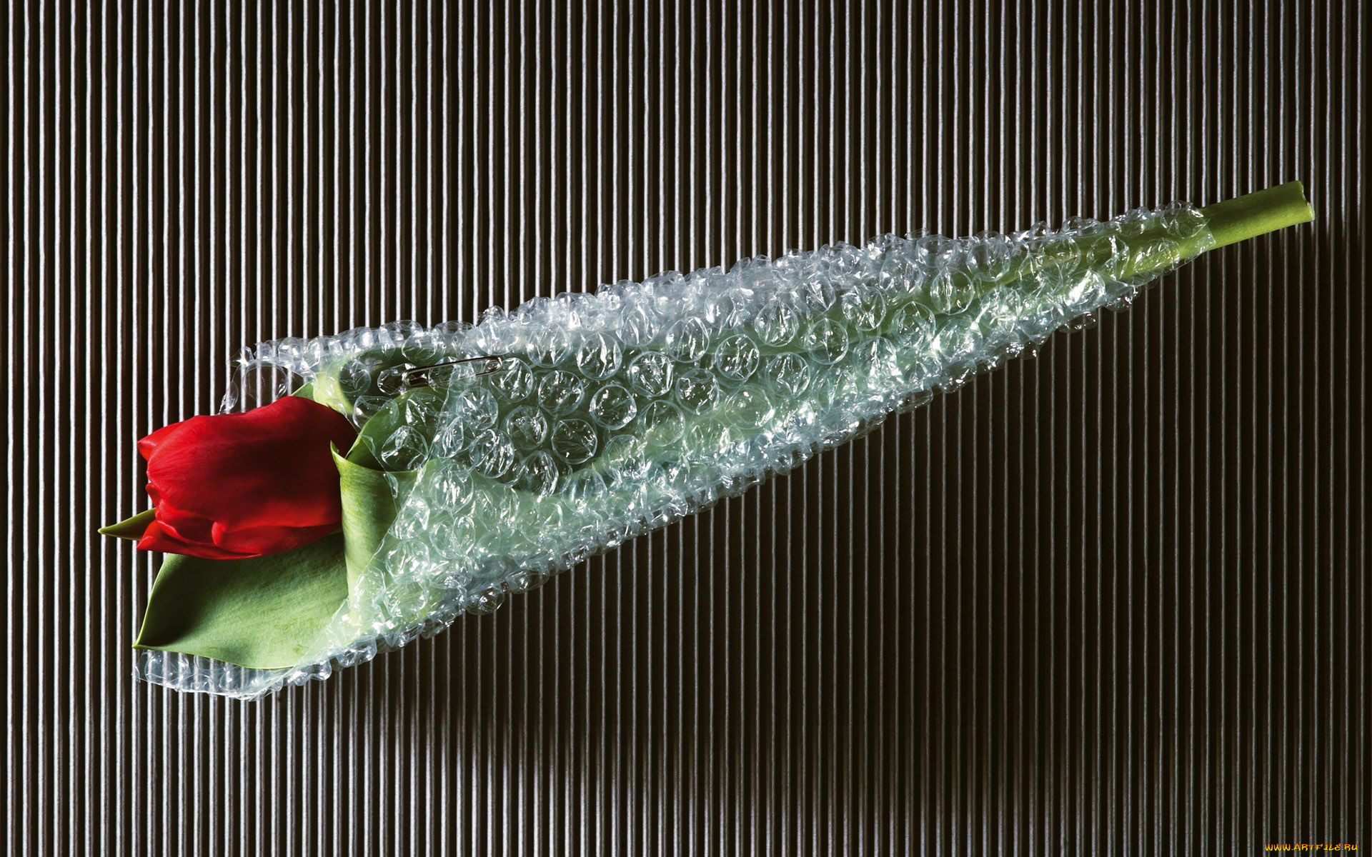 цветы, тюльпаны