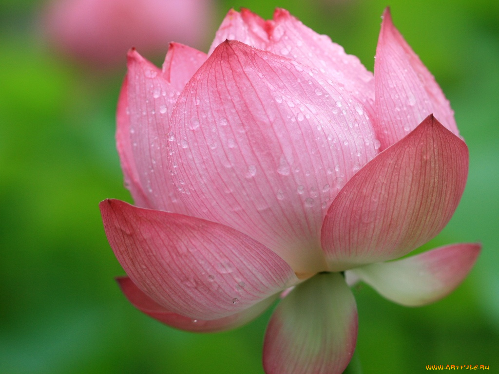 цветы, лотосы