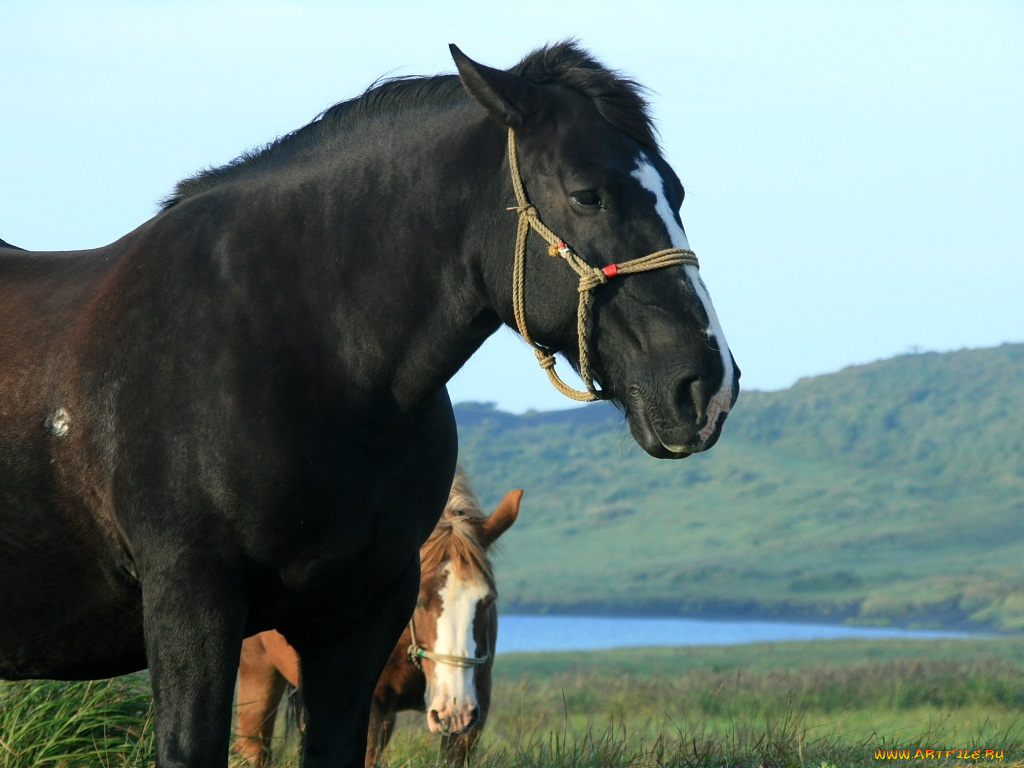 животные, лошади