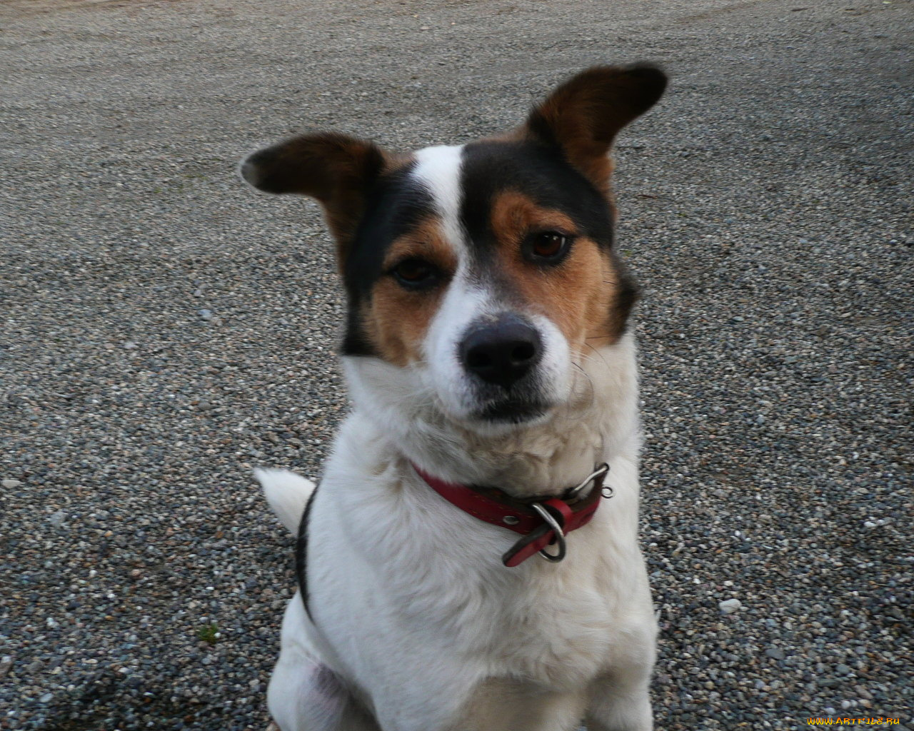 животные, собаки