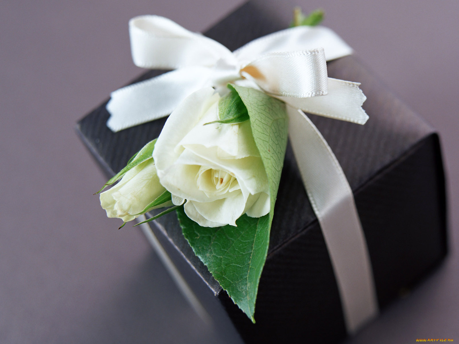 цветы, розы