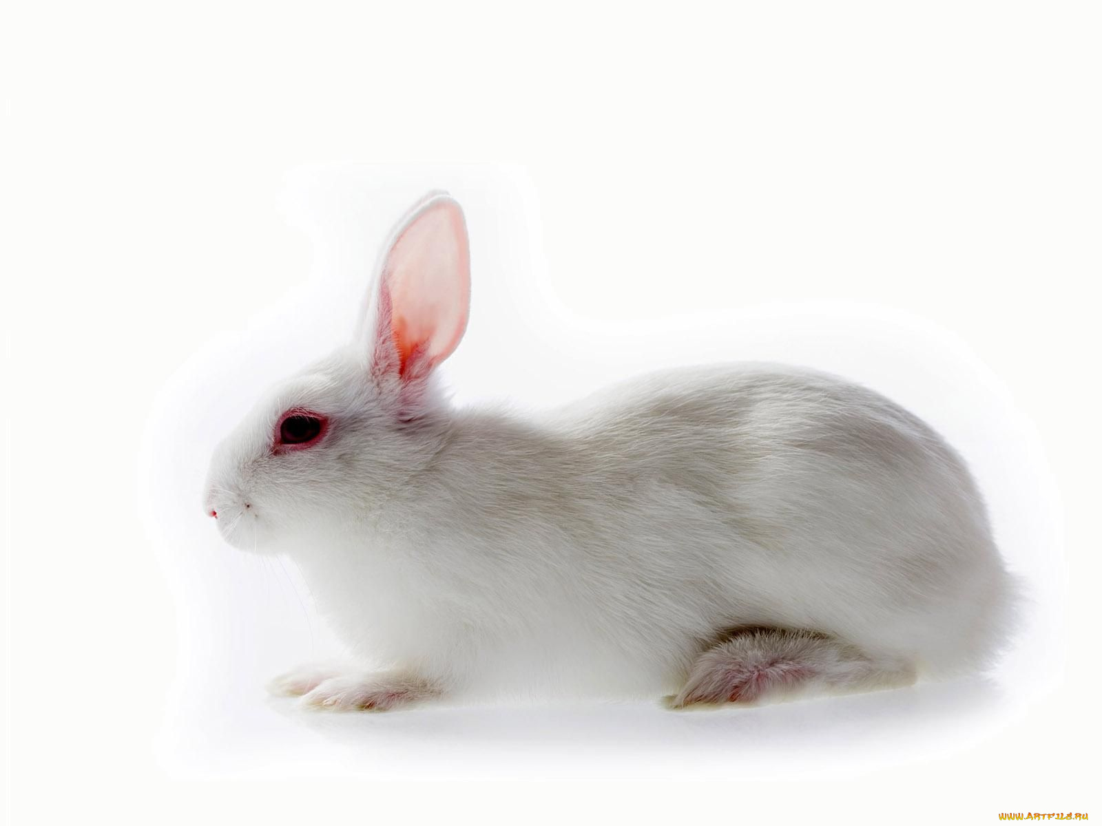 животные, кролики, зайцы