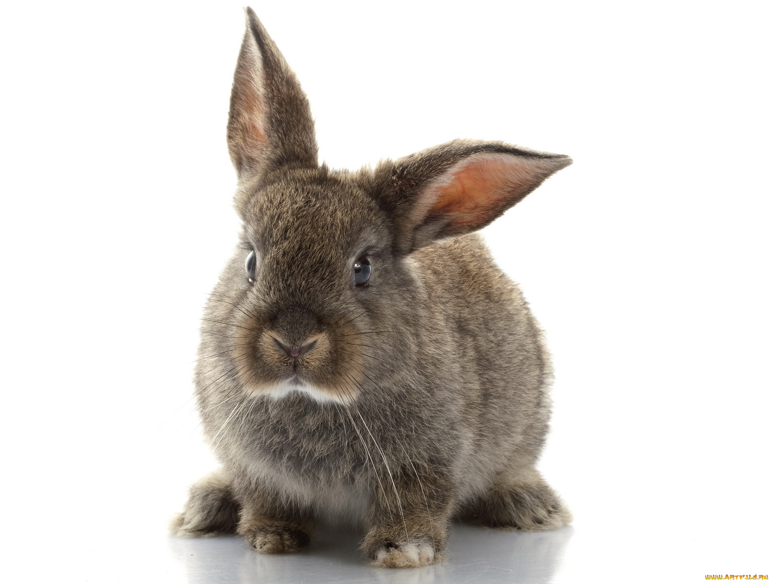 животные, кролики, зайцы