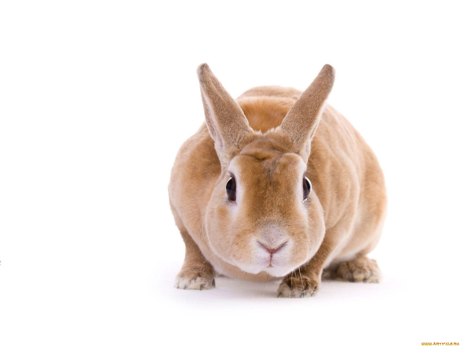 животные, кролики, зайцы