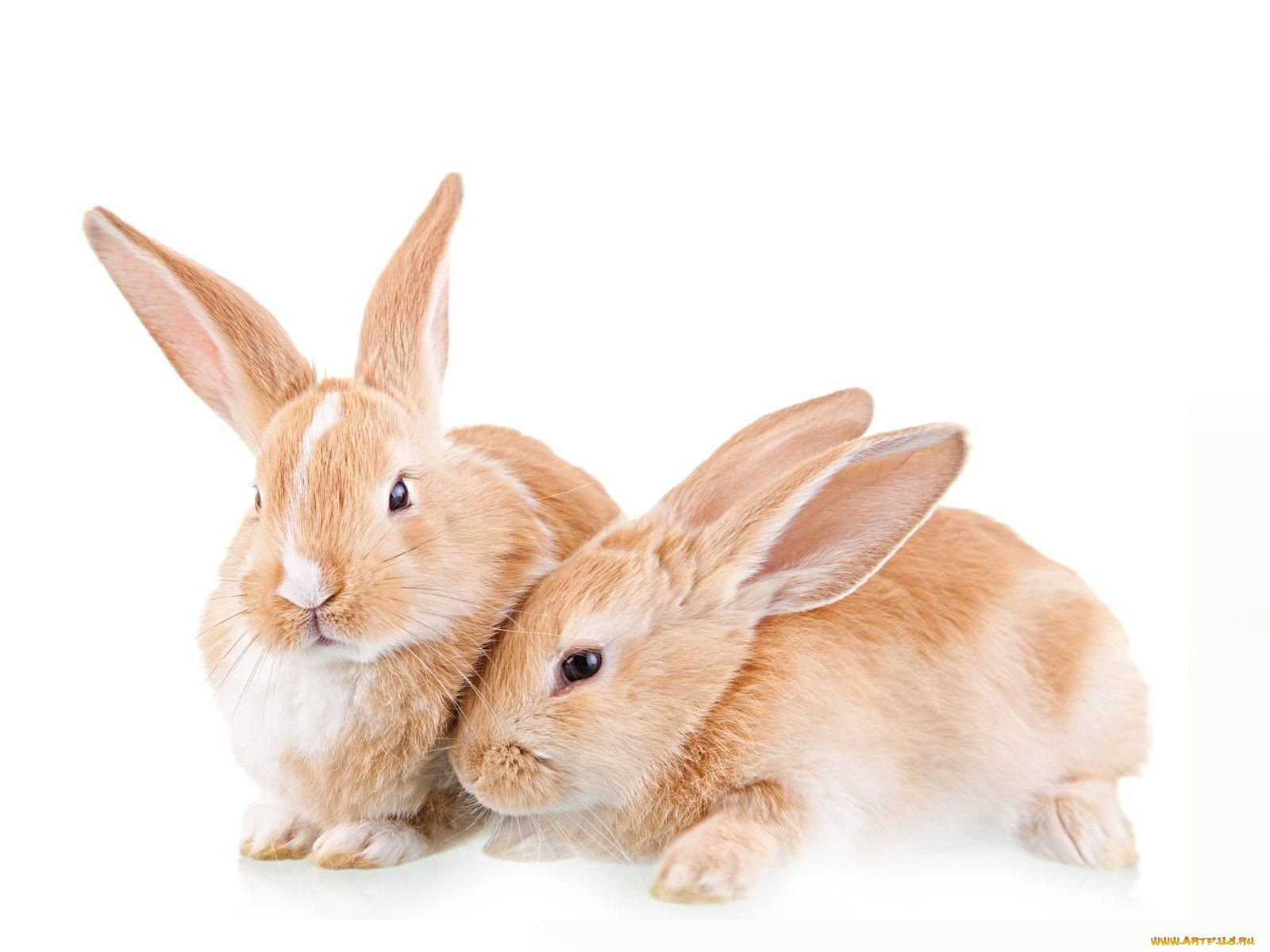 животные, кролики, зайцы
