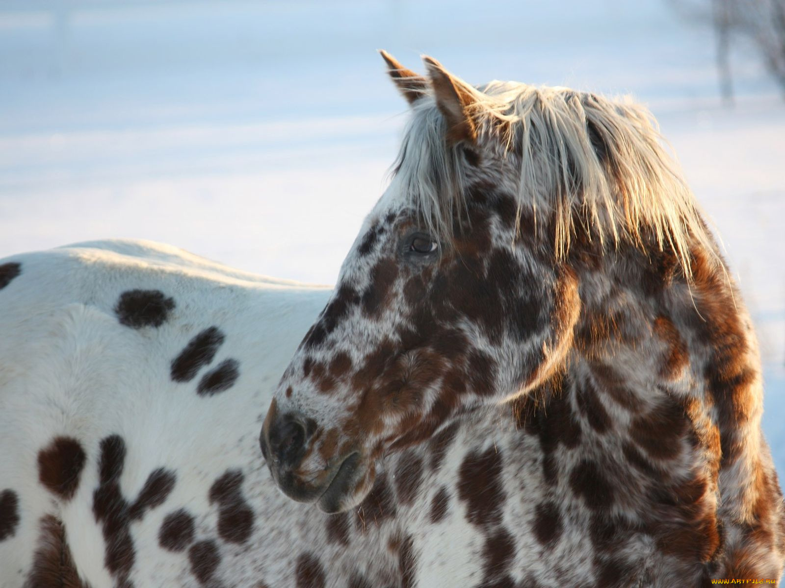 животные, лошади