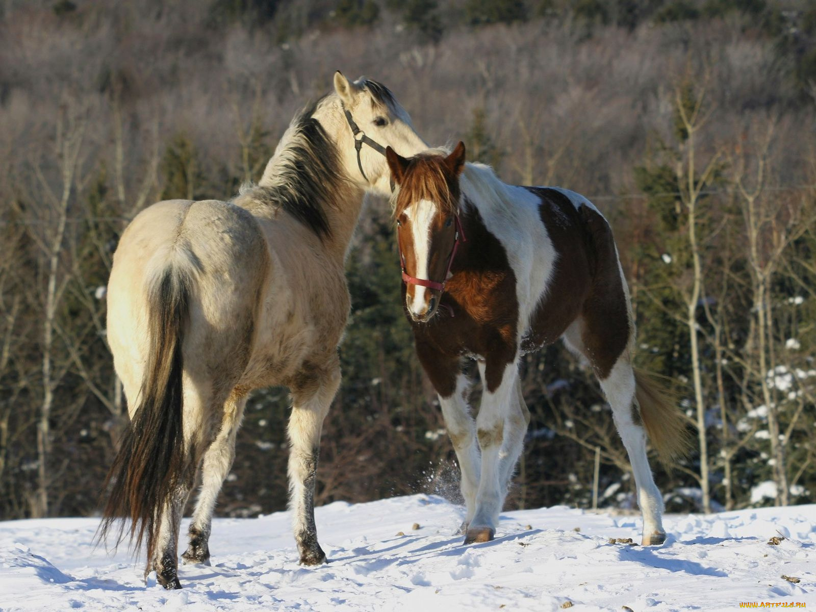 животные, лошади
