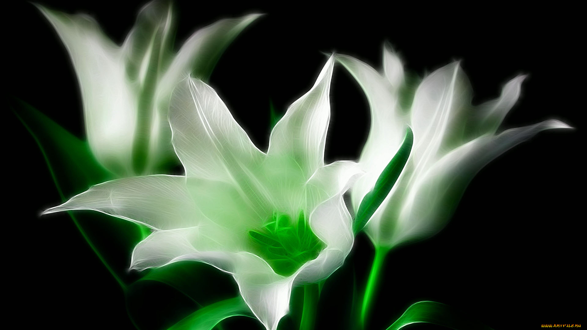 3д, графика, flowers, цветы