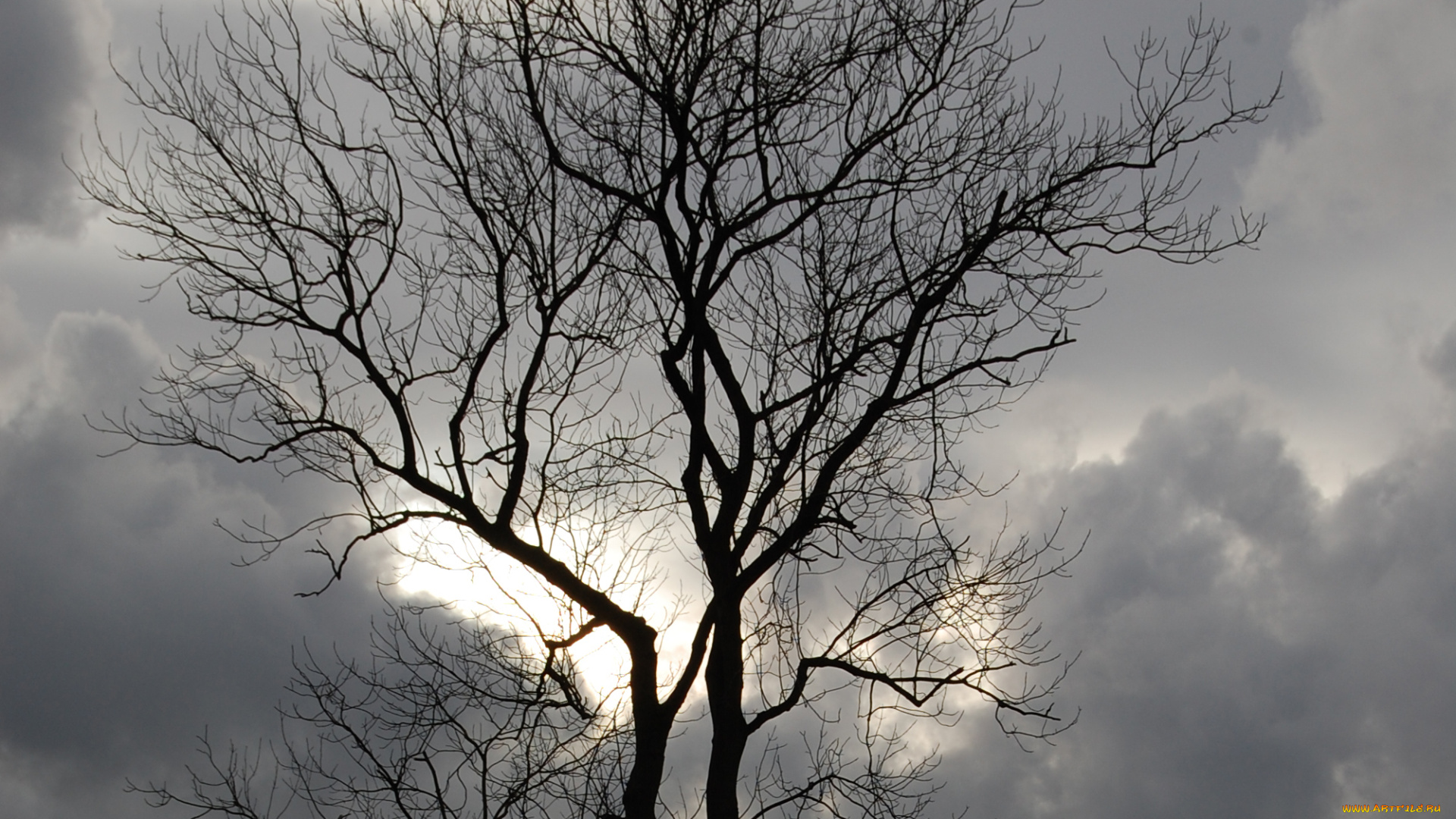 природа, деревья