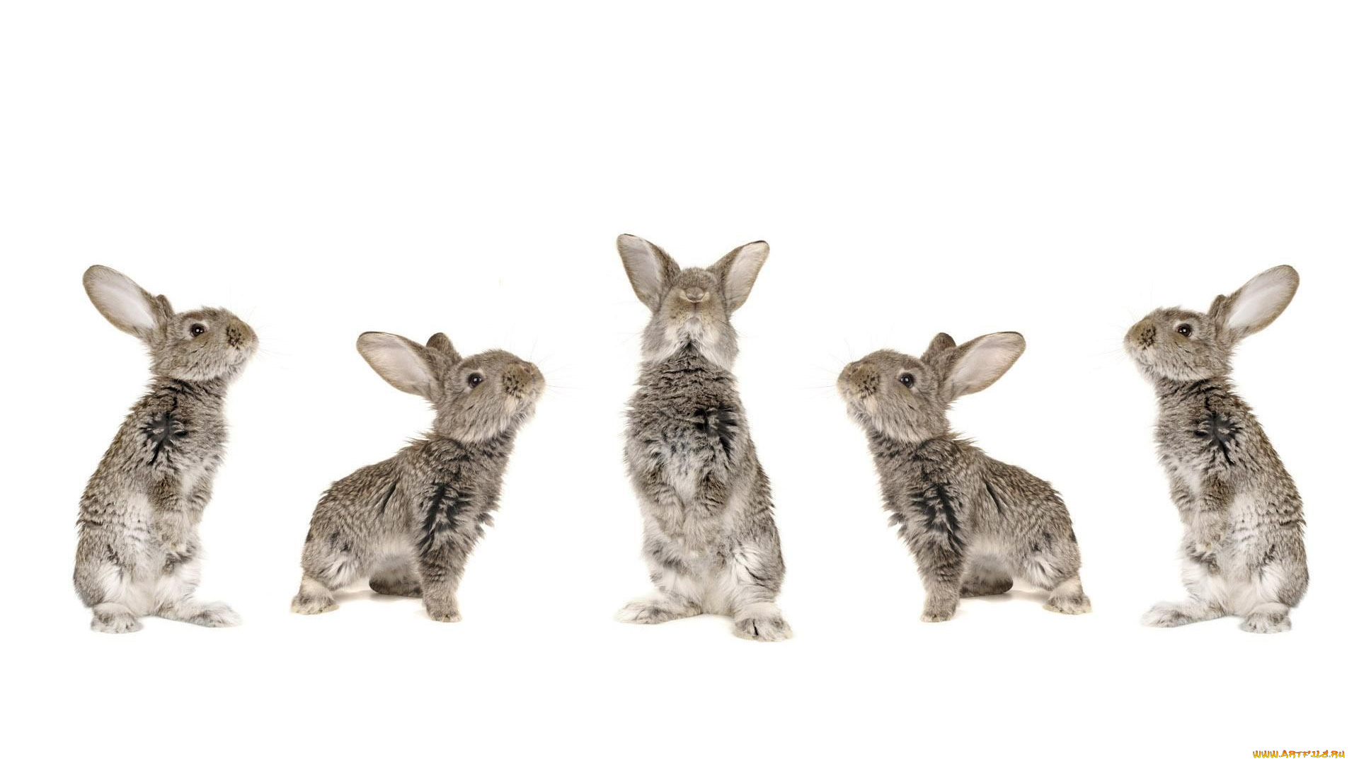 животные, кролики, зайцы