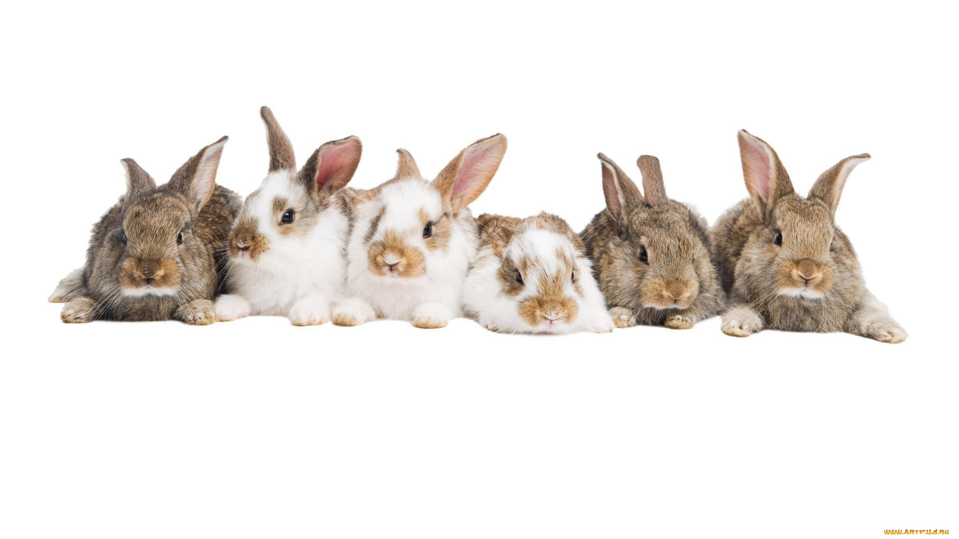 животные, кролики, зайцы
