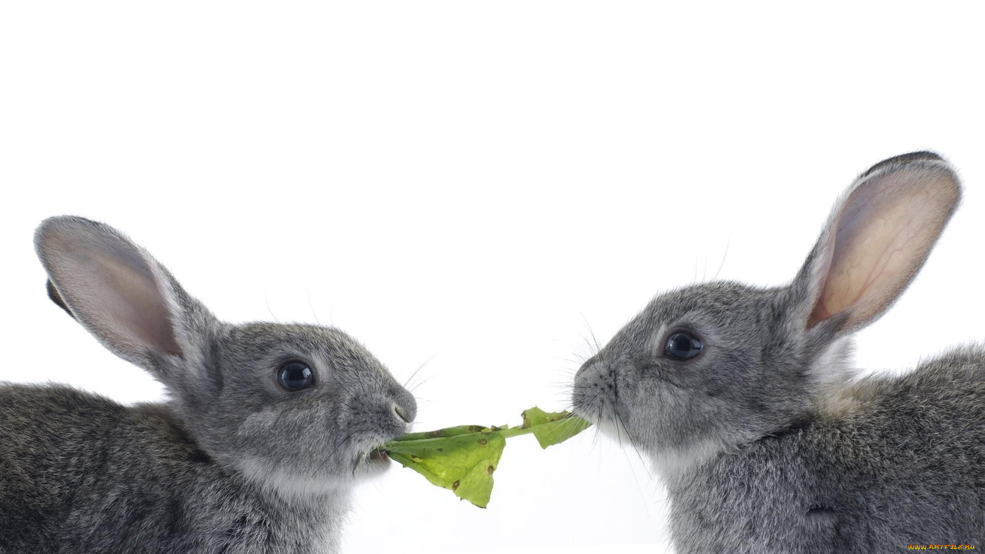 животные, кролики, зайцы