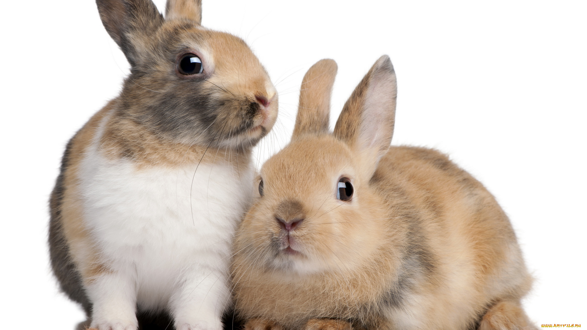 животные, кролики, зайцы