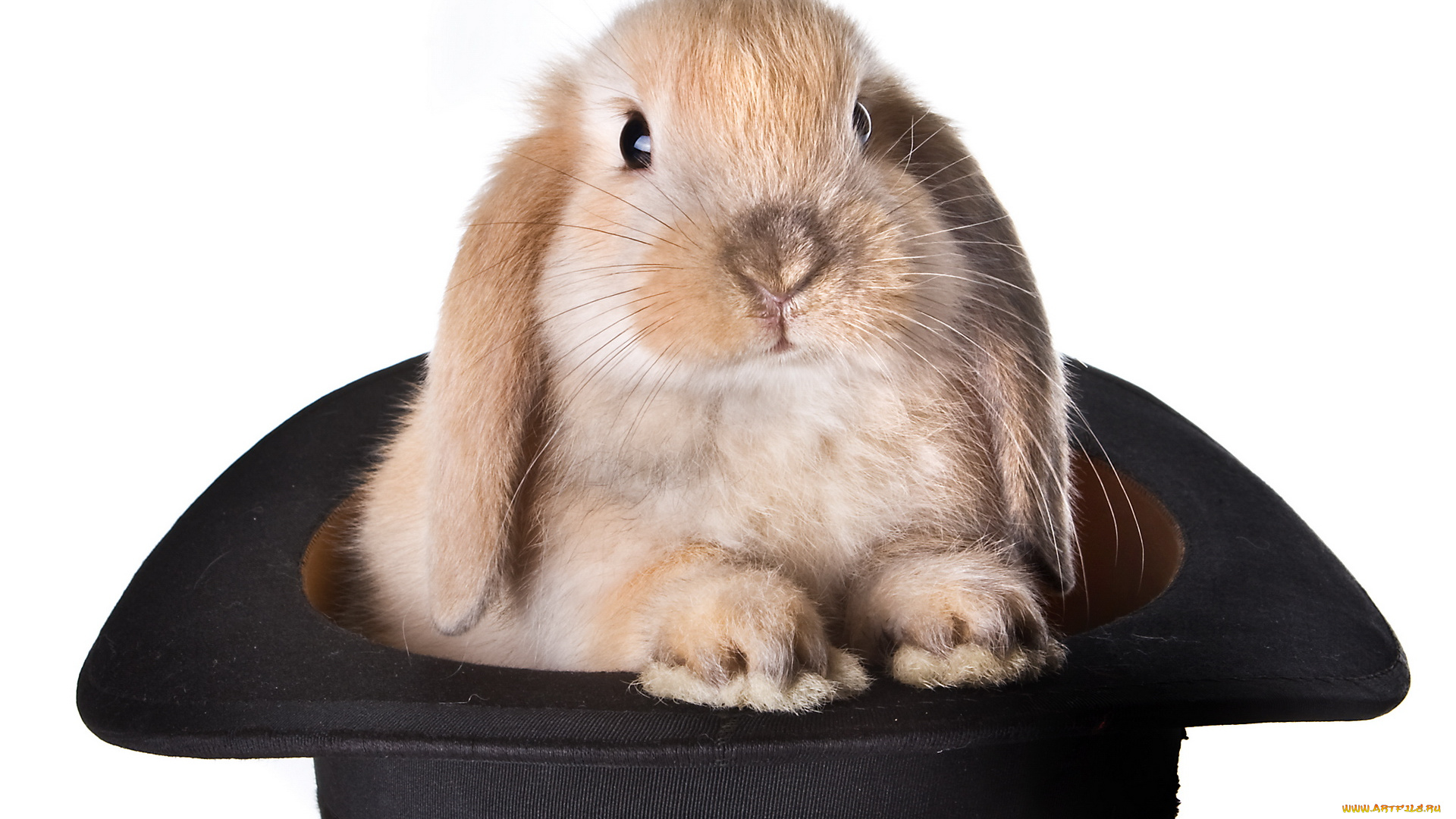 животные, кролики, зайцы