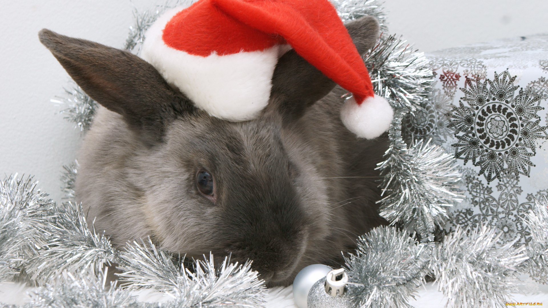 животные, кролики, зайцы