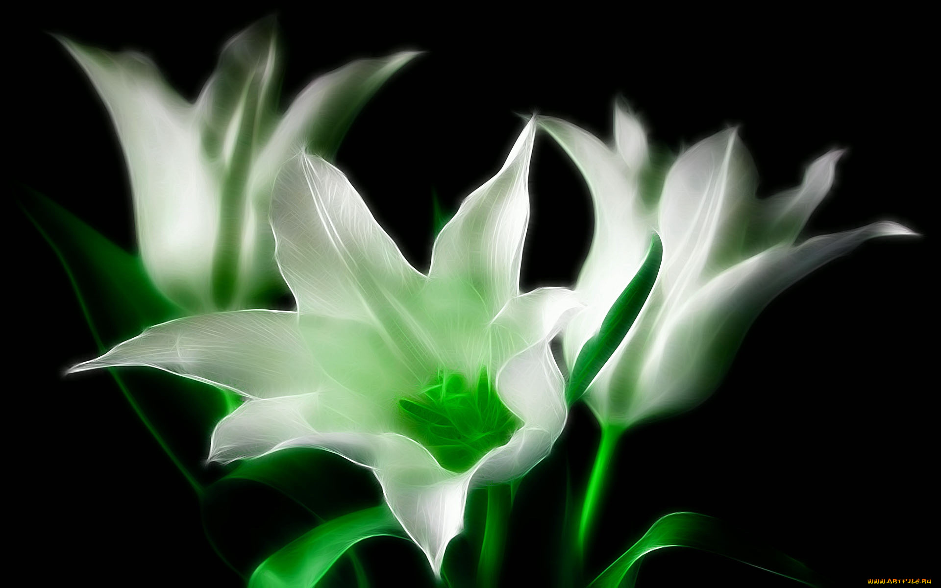 3д, графика, flowers, цветы