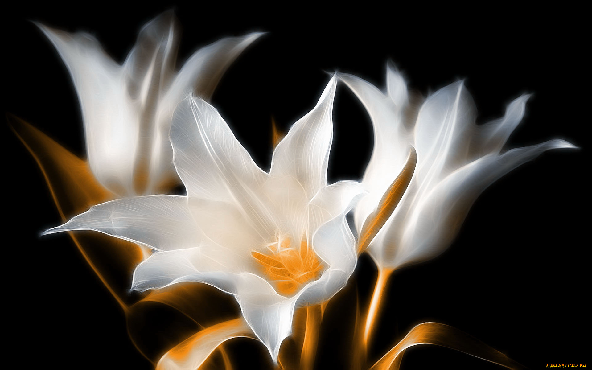 3д, графика, flowers, цветы