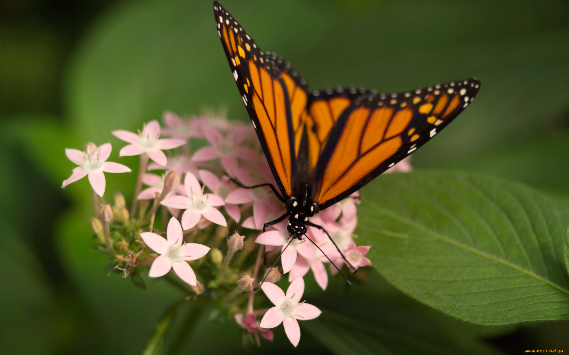 животные, бабочки