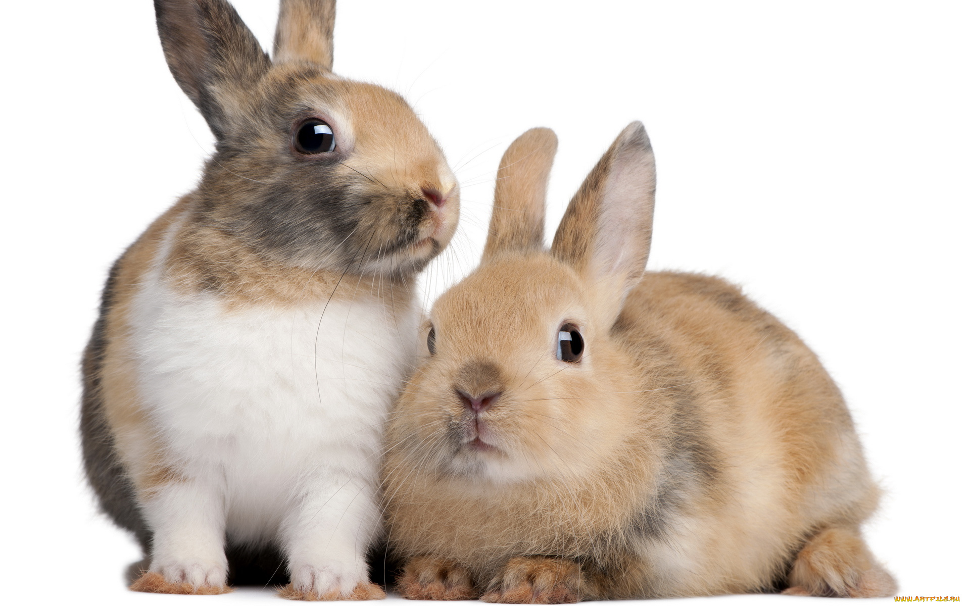 животные, кролики, зайцы