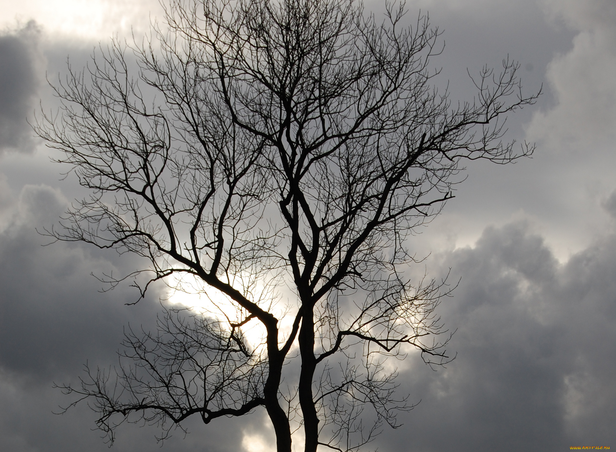 природа, деревья