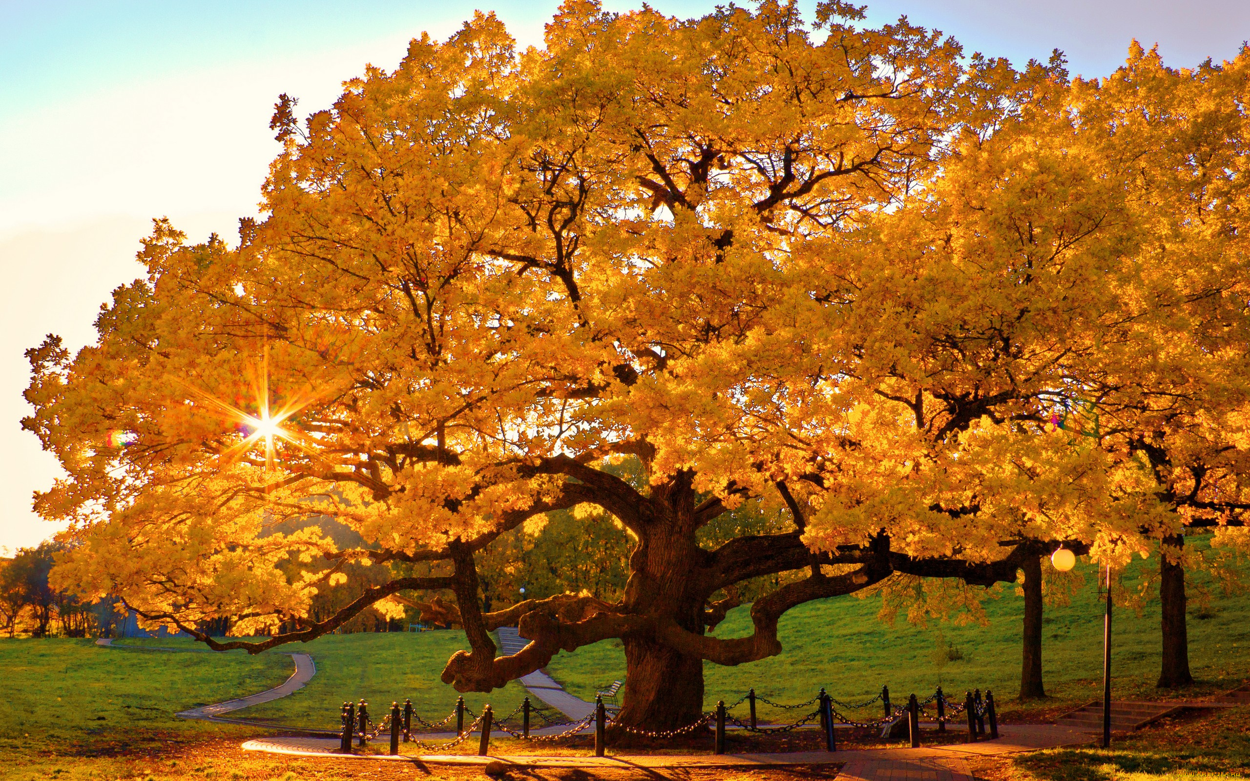 природа, деревья