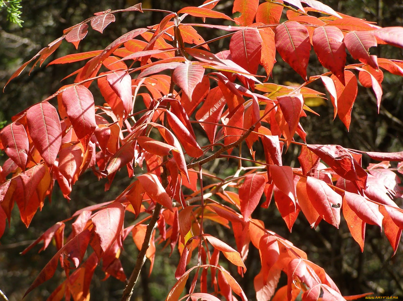 природа, листья, ветка