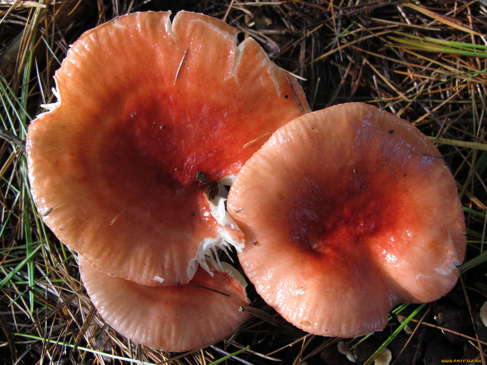 природа, грибы