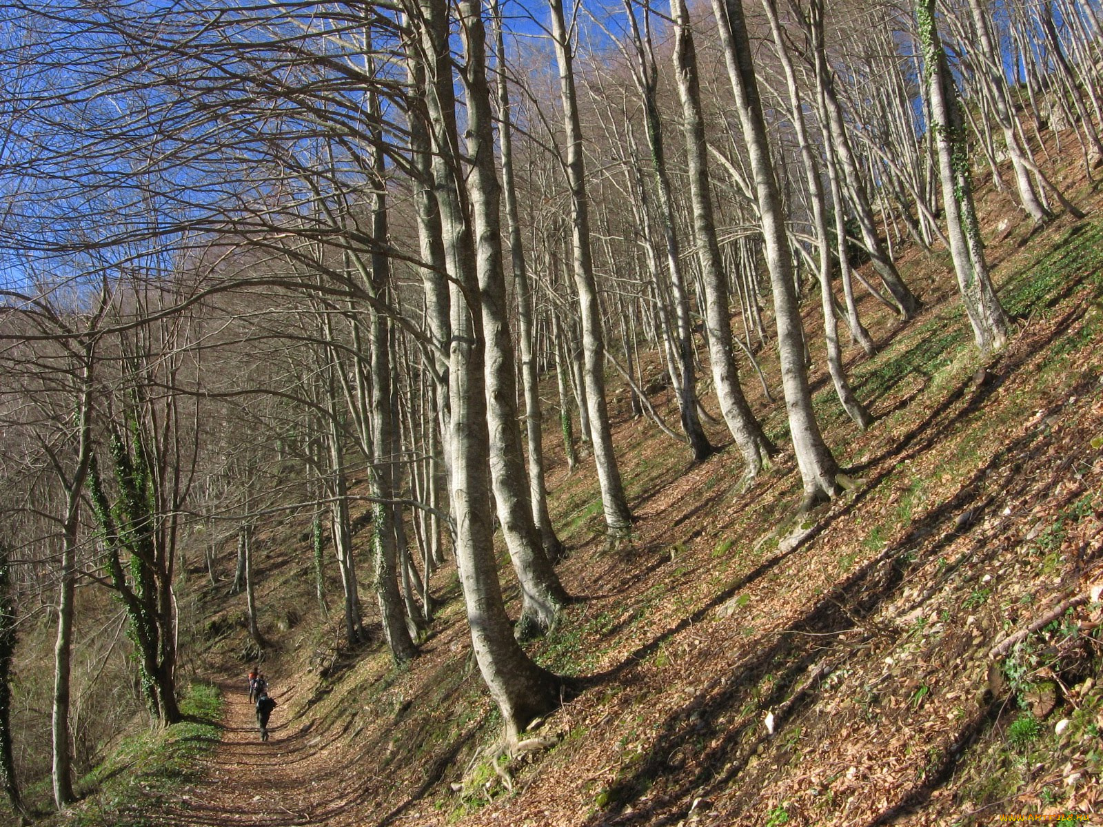 природа, лес