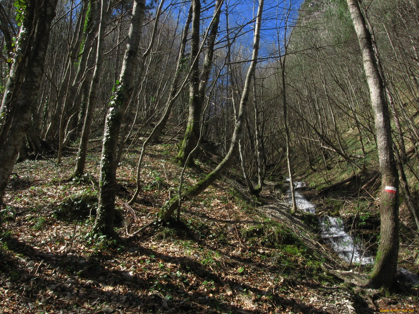 природа, лес, ручей