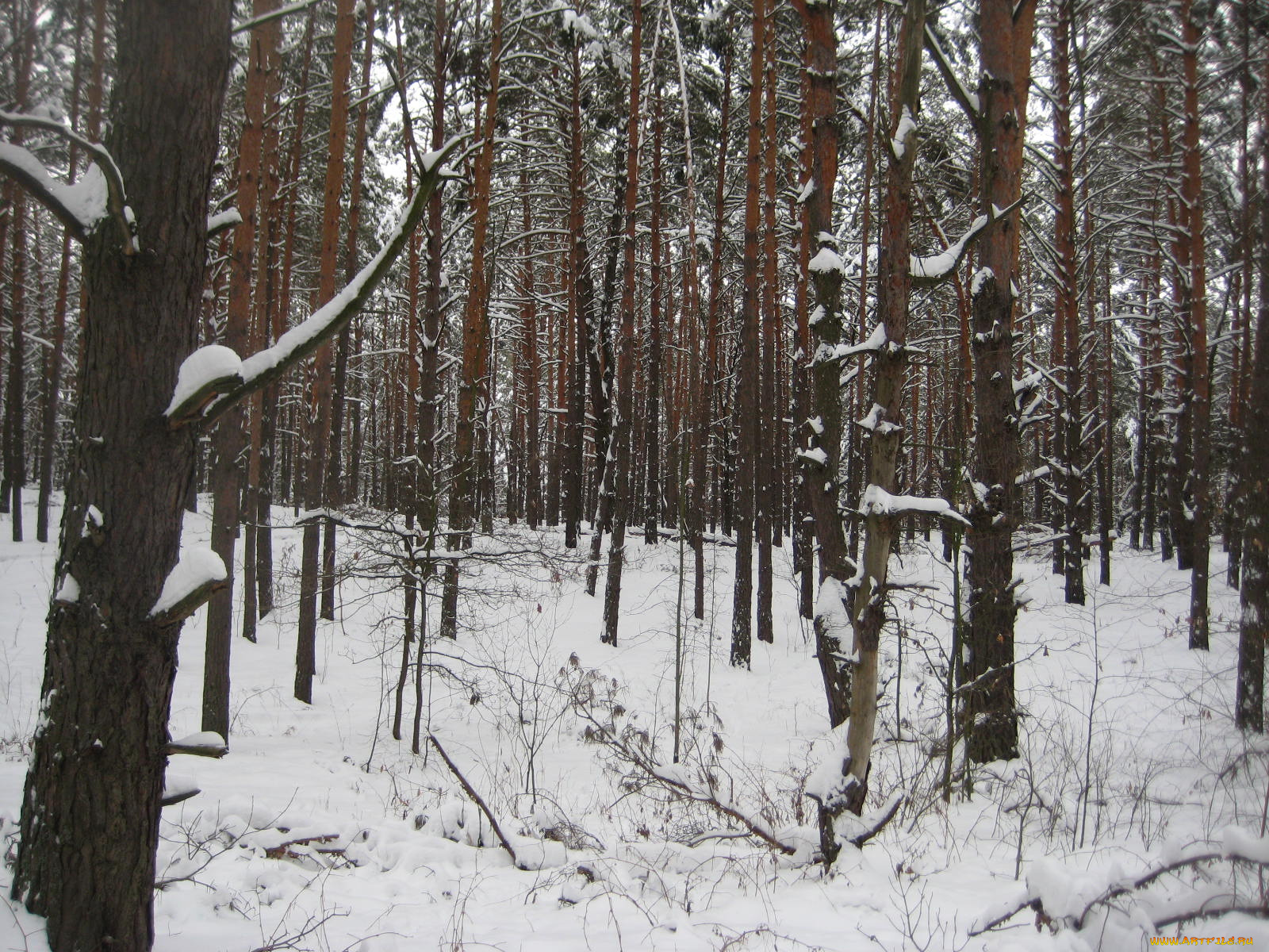 природа, зима, лес, снег