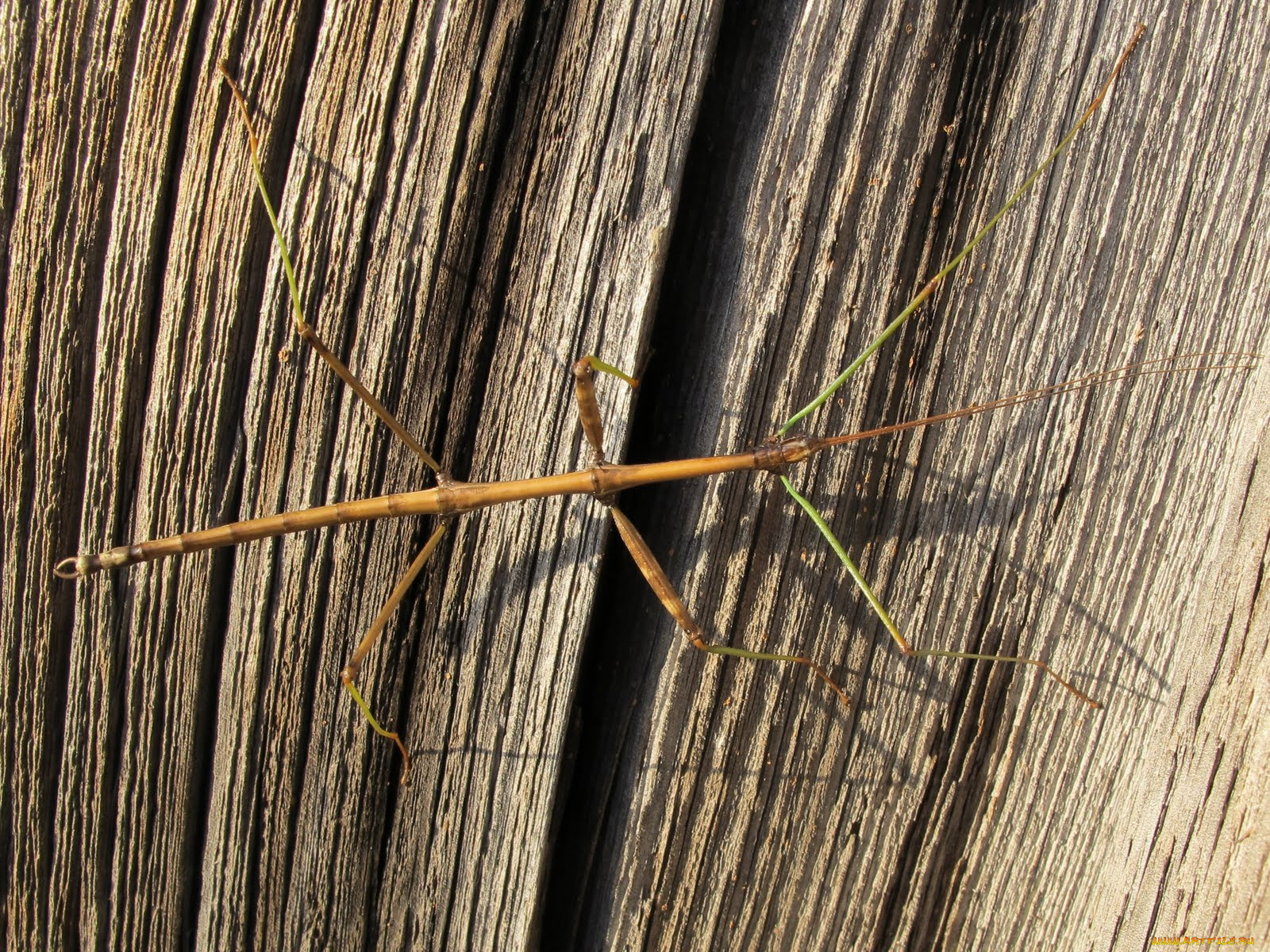 животные, насекомые, палочник