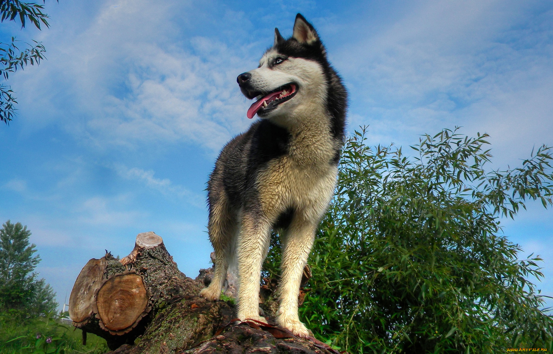 животные, собаки, бревно, хаски